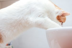 Un chat qui mange