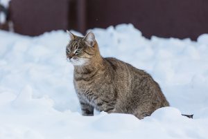 Un chat dans la neige