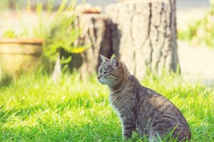 Un chat dans l'herbe
