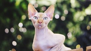 Un chat bébé