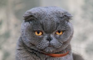 Un beau chat gris
