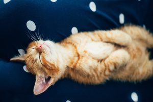 Un chat dans un lit