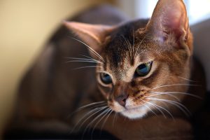 Un chat sur un meuble