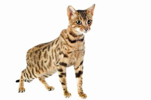 Un grand chat
