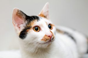 Un chat blanc avec des tâches