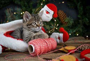 Un chat sous un sapin