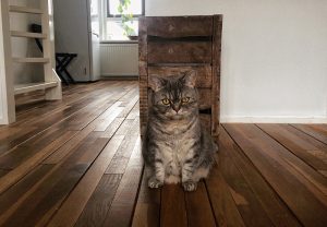 Un chat dans un appartement