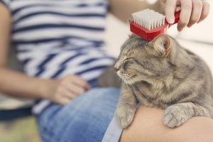 Un femme qui prend soin de son chat