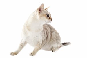 Un chat qui regarde derrière lui