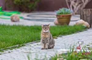 Une court avec un chat