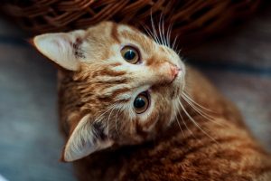 Un chat qui tourne la tête