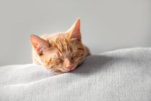 Un chat sur un drap