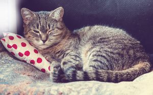 Un canapé avec un chat