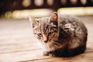 Un petit chaton sur du bois