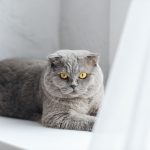 Un chat gris dans une maison