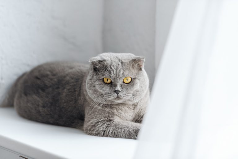 Un chat gris dans une maison