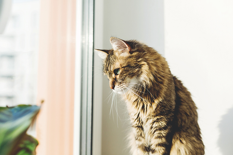Un chat qui regarde par la fenêtre