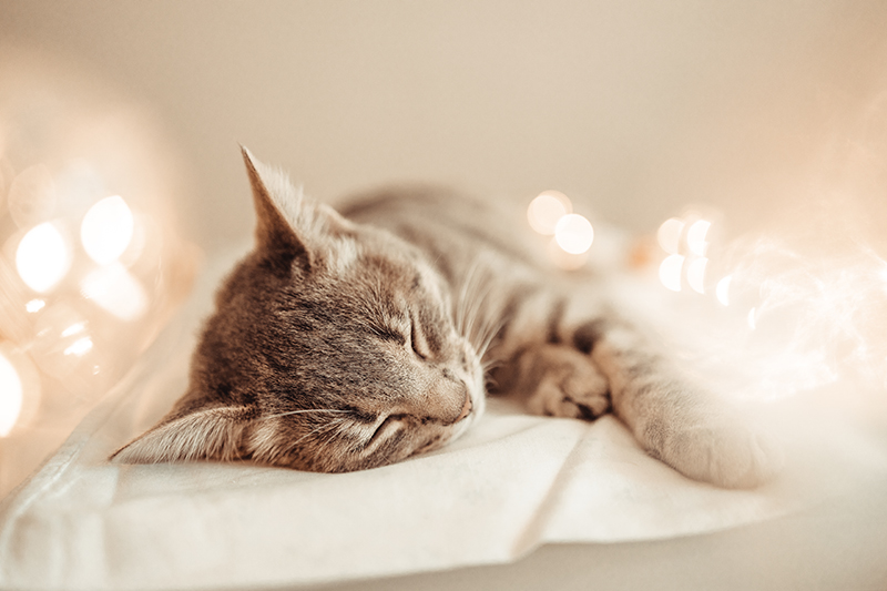 Un chat qui dort