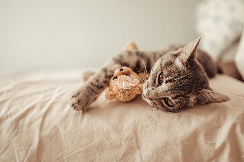 Un chat qui est en repos