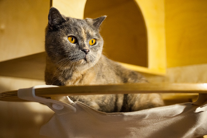 Un regard de chat