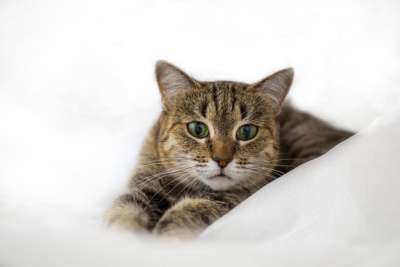 Un chat qui regarde