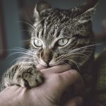 Un chat dans les bars de son maitre