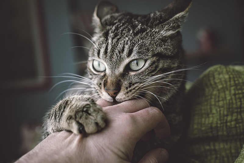 Un chat dans les bars de son maitre