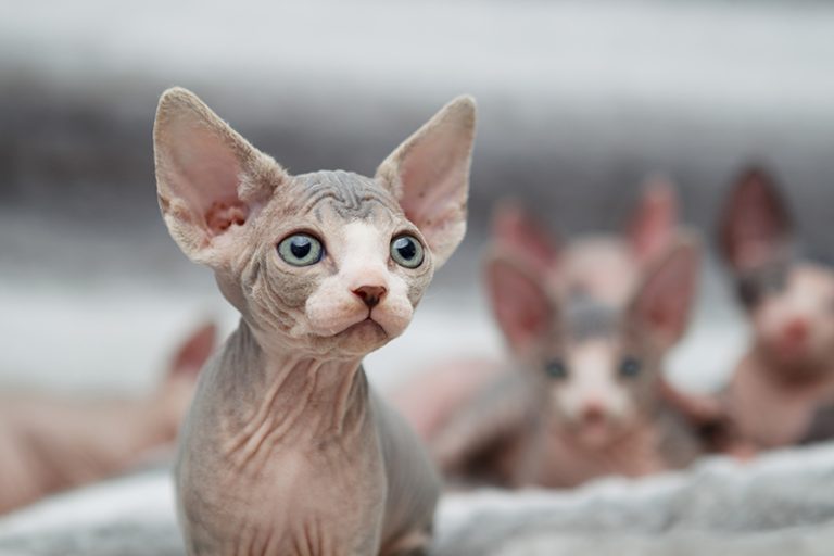 Un chat sphynx à la naissance