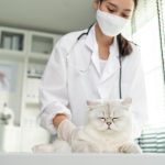 Un chat blanc avec un médecin