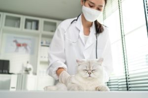 Un chat blanc avec un médecin