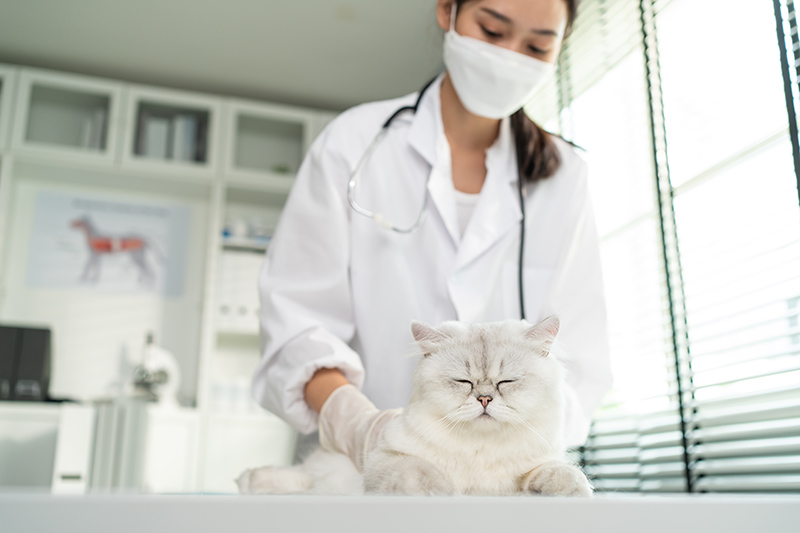 Un chat blanc avec un médecin