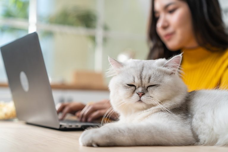 Un chat sur un bureau et un ordi