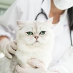Un chat blanc chez un vétérinaire