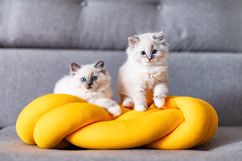 Deux chats sur un canapé