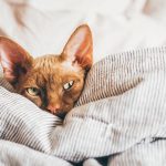 Un chat dans un lit