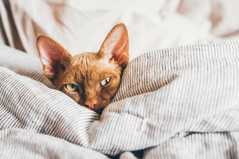 Un chat dans un lit