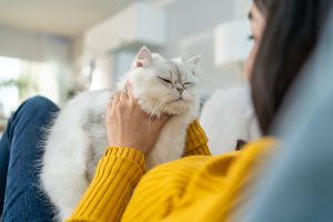 Une personne caresse un chat