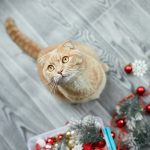 Un chat et un sapin de noel