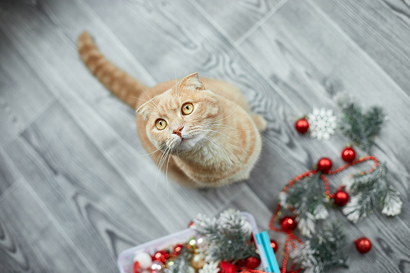 Un chat et un sapin de noel