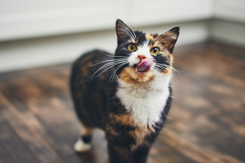Un chat qui fait du bruit