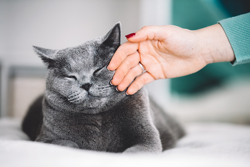 Une main et un chat gris