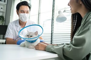Un chat et deux personnes assis sur un bureau