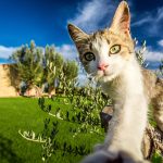 Un chat dans un jardin