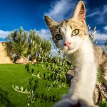 Un chat dans un jardin