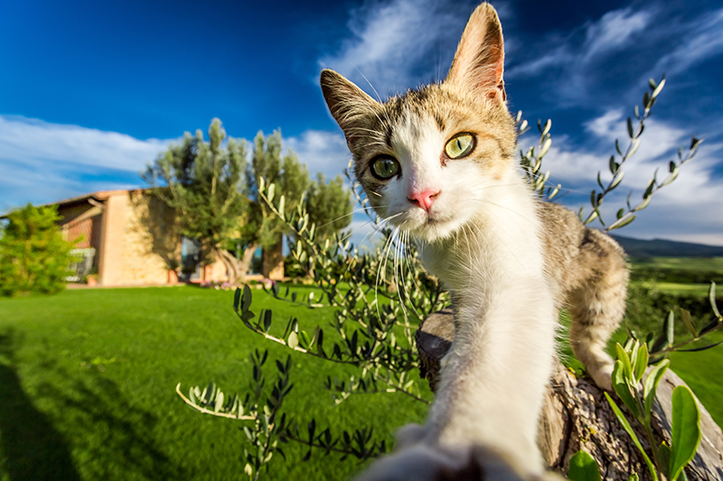Un chat dans un jardin