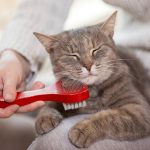 Un chat avec une brosse