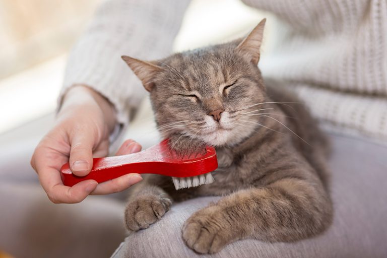 Un chat avec une brosse