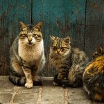 Trois chats dans une salle