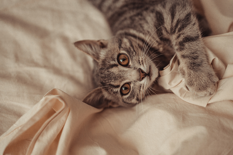 Un chat dans un lit