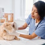 Un chat dans une clinique